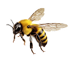 Bee icon