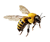 Bee icon